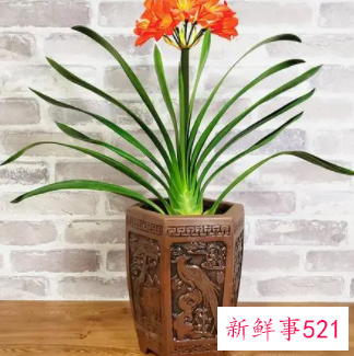 春节家里摆什么花喜庆