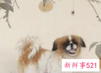 属狗人命中注定另一半