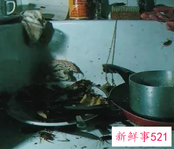 厨房有蟑螂应该怎么办