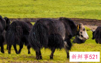 30岁后福气财运大旺的四个生肖