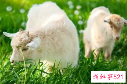 很难放下感情的生肖男