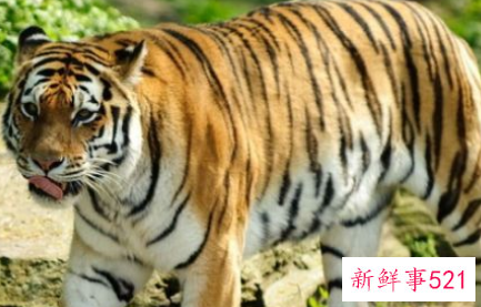 生肖虎穿什么颜色衣服财运好