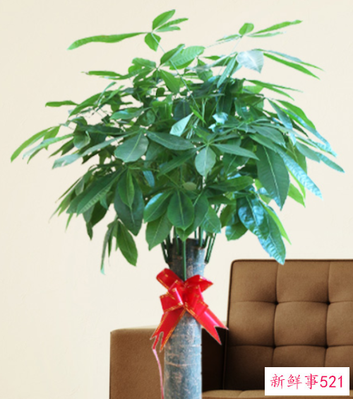 适合办公室的大型绿植