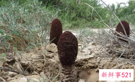 锁阳的作用与功效