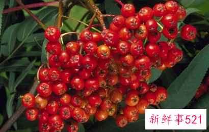 红果和山楂的区别