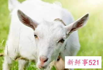 已婚属羊女会喜欢外遇吗