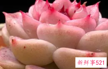 天鹅绒多肉的养殖方法