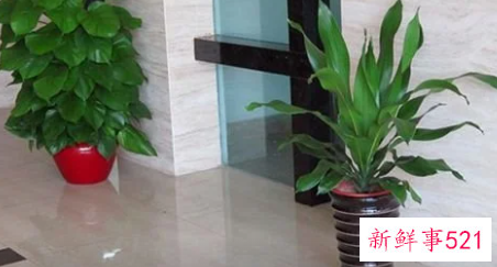 也门铁的养殖方法和注意事项