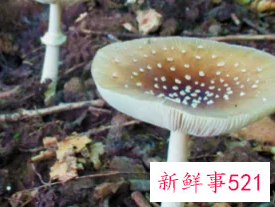 不能吃的菌子有哪些