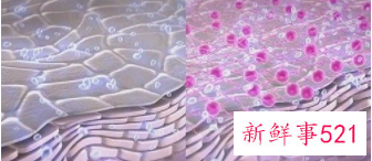 如何有效给皮肤补水