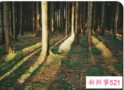 梦见和别人去森林