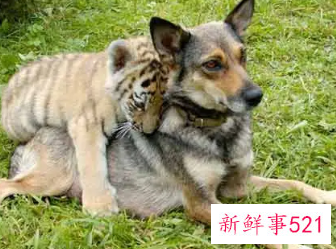 男狗女虎在一起好不好