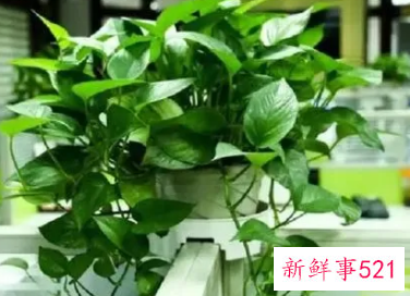 绿萝在室内怎么养才能更旺盛