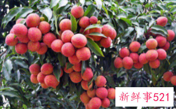 荔枝的自述作文500字