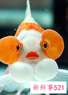 哪种小宠物干净好养没有味