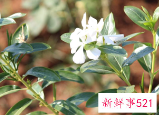 栀子仁和栀子的区别