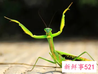 梦见螳螂什么意思
