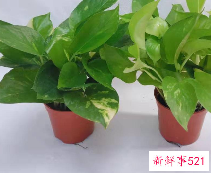 常见吸甲醛观叶植物排行榜