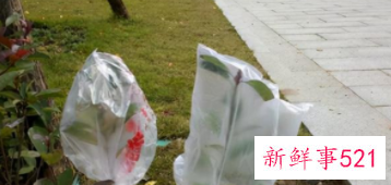 关于塑料袋的日常小妙用