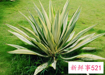 金边龙舌兰养殖方法与作用是什么