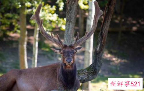 经典情感语录句句扎心