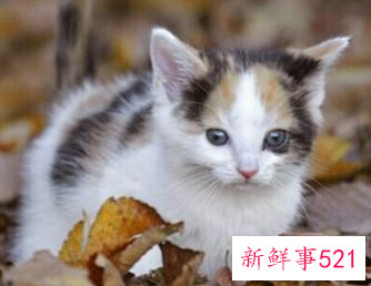 养猫咪的准备与注意事项