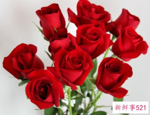 16朵玫瑰花语代表什么意思