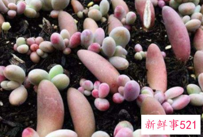 多肉如何砍头什么时候最合适