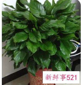 家里放几盆植物吉利