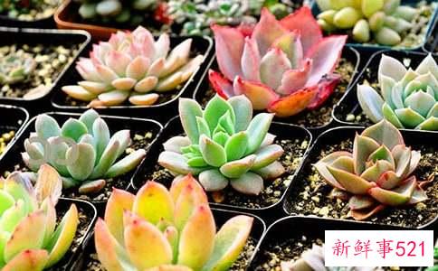 养殖多肉常见的问题有哪些