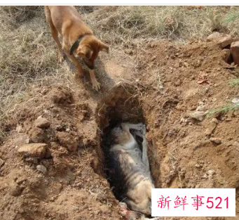 梦见狗受伤了是什么意思