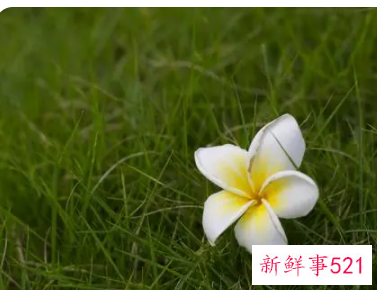 象征着希望和未来的花