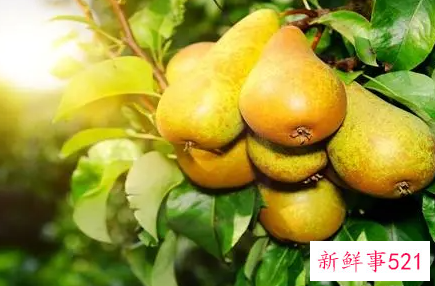梨的品种有哪些