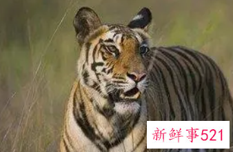 梦见老虎仙家给的什么提示