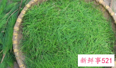 松毛的药用功效