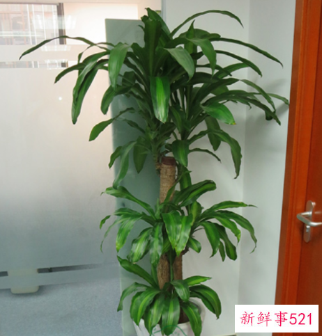 适合办公室的大型绿植