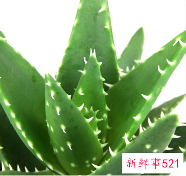 自家养的芦荟怎样护肤