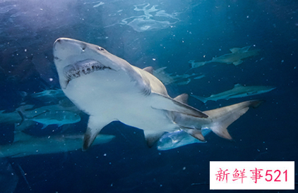 豹纹鲨是不是国家保护动物