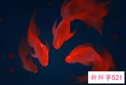 四大灵性鱼是什么