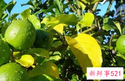 养殖的盆栽柠檬树黄叶怎么办