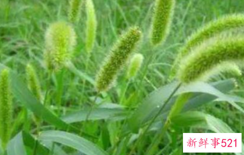 梦见干草是什么意思呢