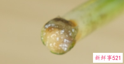 富贵竹的根须的修整方法