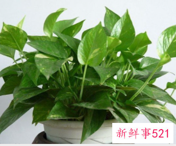 怎样除油漆味最有效