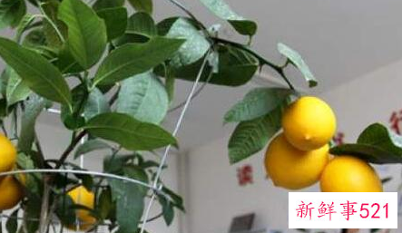 养殖的盆栽柠檬树黄叶怎么办