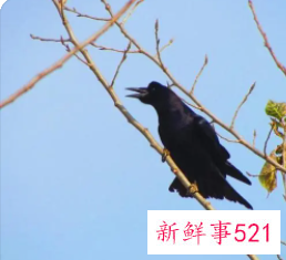 老鸹窝里出凤凰是什么动物