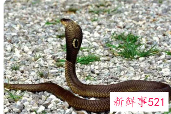 孕妇梦见灰蛇是什么意思