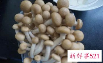 孕妇能吃袖珍菇吗