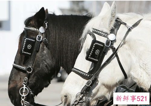 02年的生肖运势