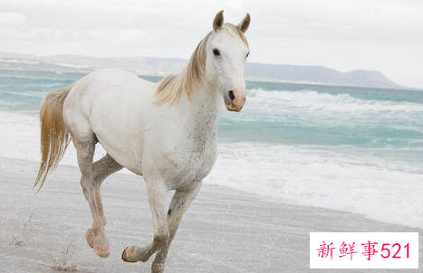 2002年生肖马运势