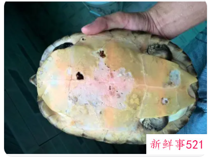 草龟烂甲要多久才能修复